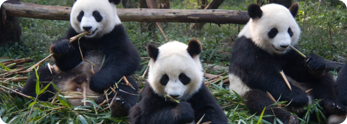 Untersuchung des Sauerstoffgehalts im Mikrobiom des Panda-Darms