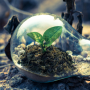 Soil and plant life growing inside lightbulb